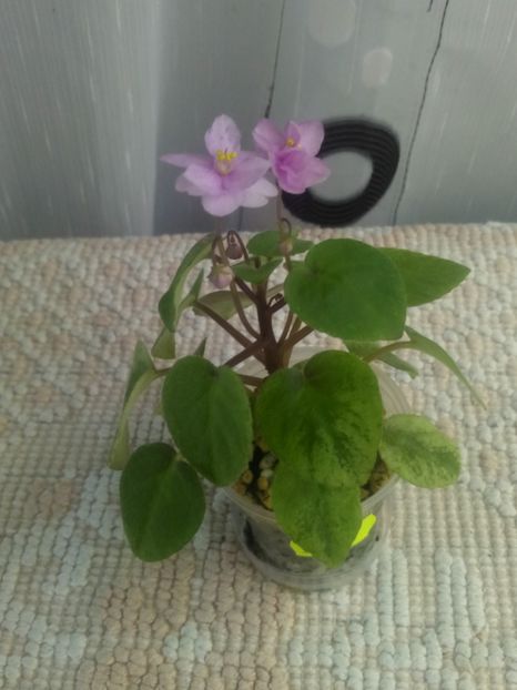 3 aug - Ramblin Spots