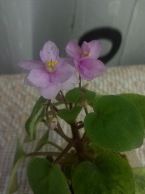 3 aug - Ramblin Spots