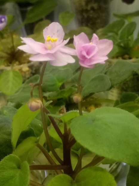 3 aug - Ramblin Spots