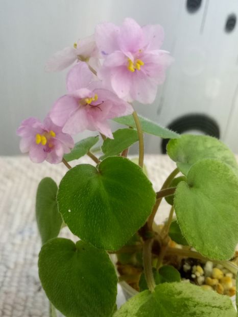 10 aug - Ramblin Spots