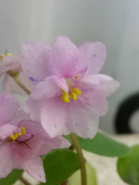 10 aug - Ramblin Spots