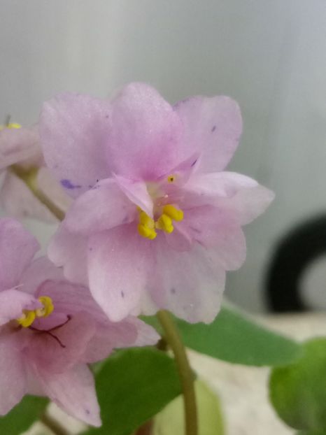 10 aug - Ramblin Spots