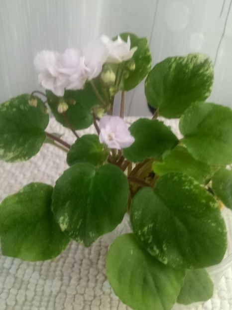 3 aug - Ramblin Lace