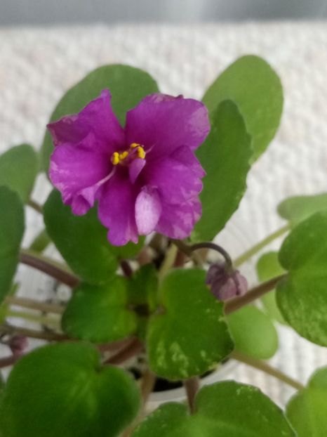 10 aug - Ramblin Sunshine