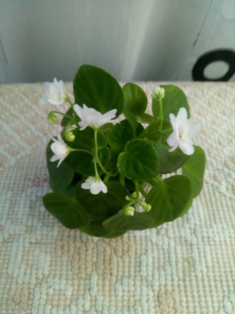 10 aug - Ramblin Silver