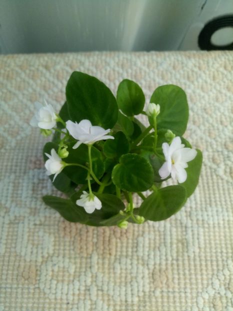 10 aug - Ramblin Silver