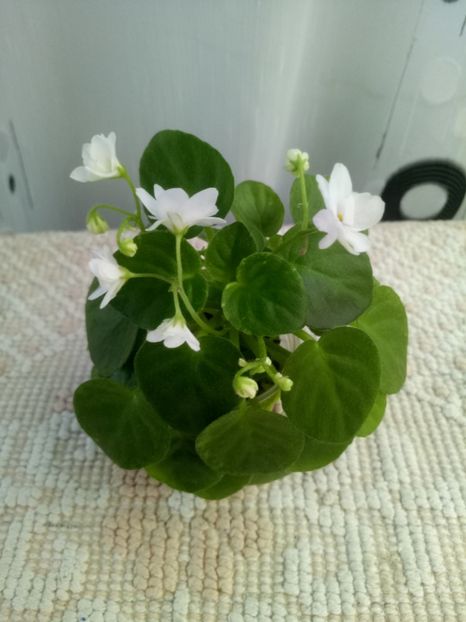 10 aug - Ramblin Silver