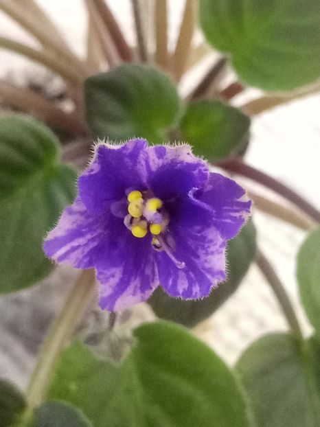 10 aug - Downsview Trail