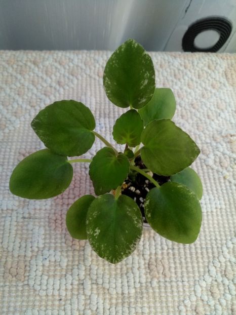 10 aug - Ajohn s Raquel