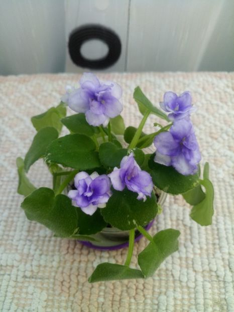 22 iul - Pacific Pearl