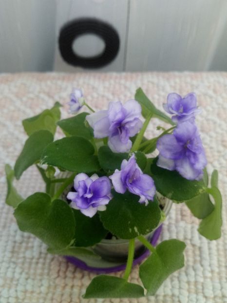 22 iul - Pacific Pearl