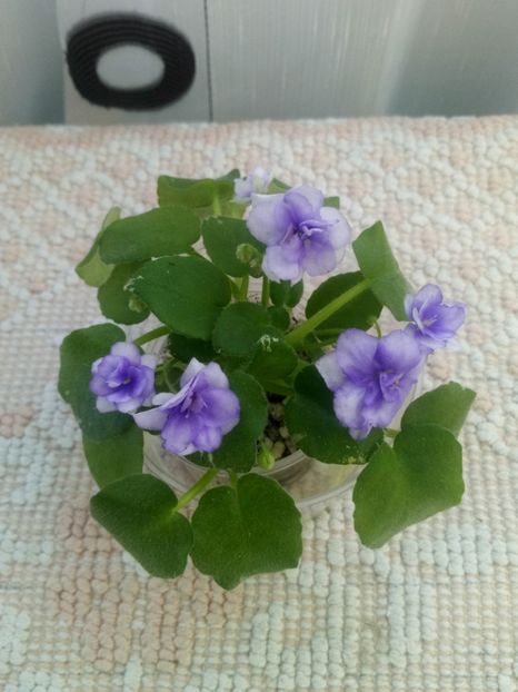 22 iul - Pacific Pearl