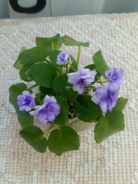 22 iul - Pacific Pearl