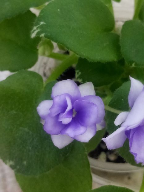 22 iul - Pacific Pearl