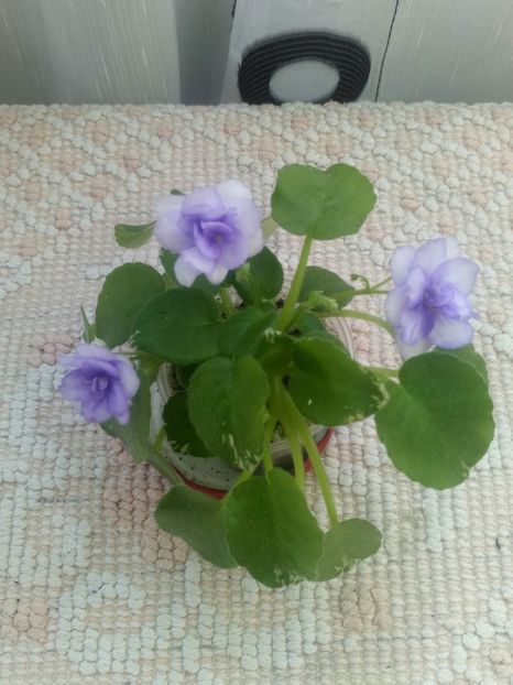 29 iul - Pacific Pearl