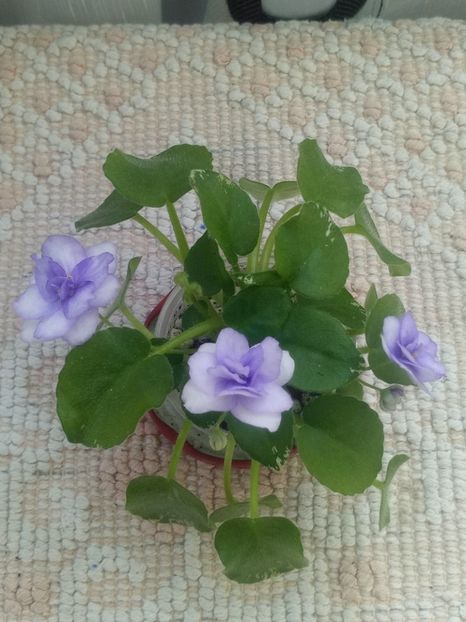 29 iul - Pacific Pearl