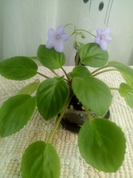 3 aug - Allegro Appalachian Trail