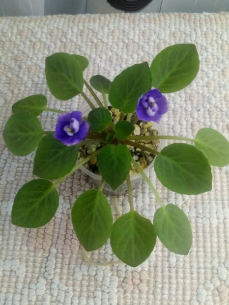 3 aug - ZZ Little Chatterbox