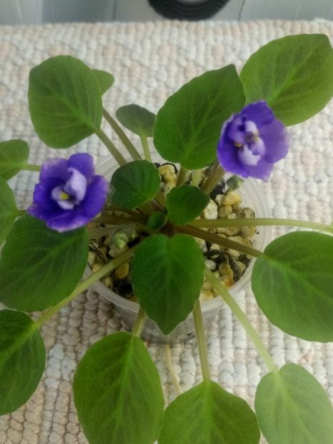 3 aug - ZZ Little Chatterbox