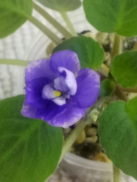 3 aug - ZZ Little Chatterbox