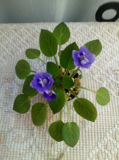 10 aug - ZZ Little Chatterbox