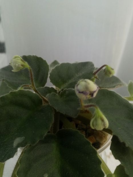 7 iulie - ZZ Rob s Cotton Ball