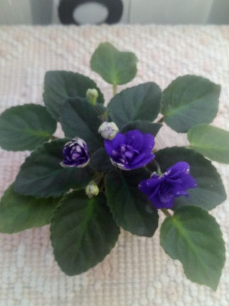 29 iul - ZZ Rob s Cotton Ball