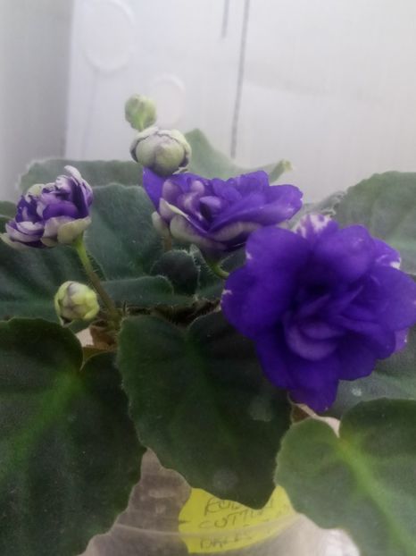 29 iul - ZZ Rob s Cotton Ball