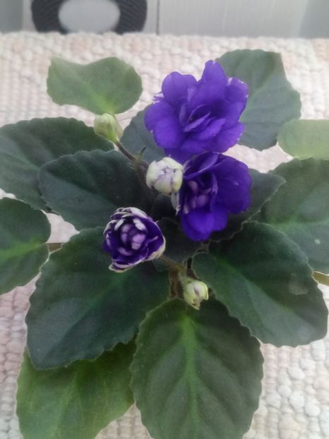 29 iul - ZZ Rob s Cotton Ball