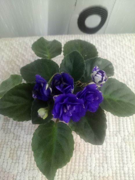 3 aug - ZZ Rob s Cotton Ball