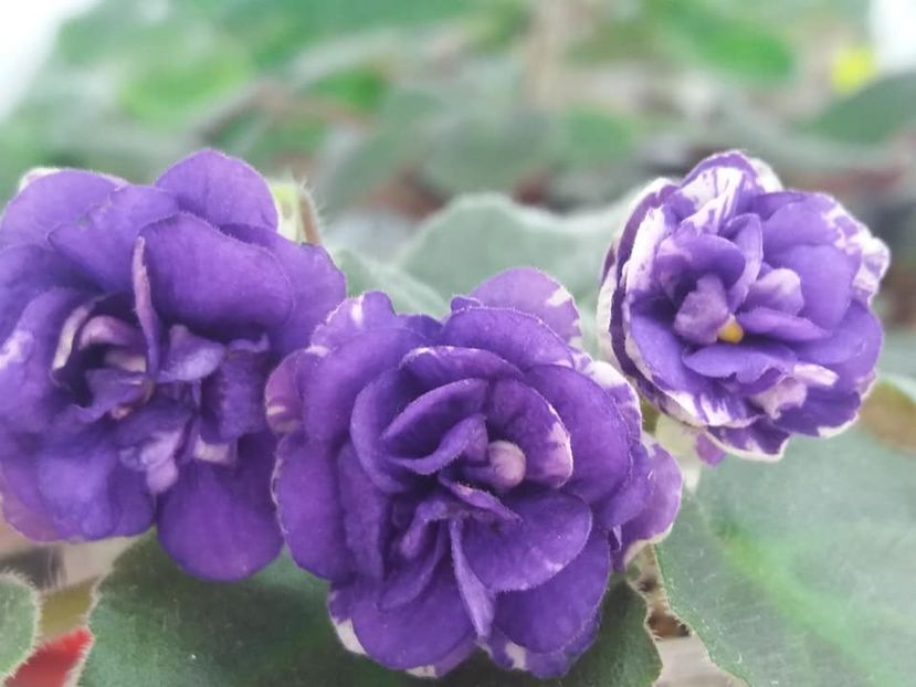 7 aug - ZZ Rob s Cotton Ball