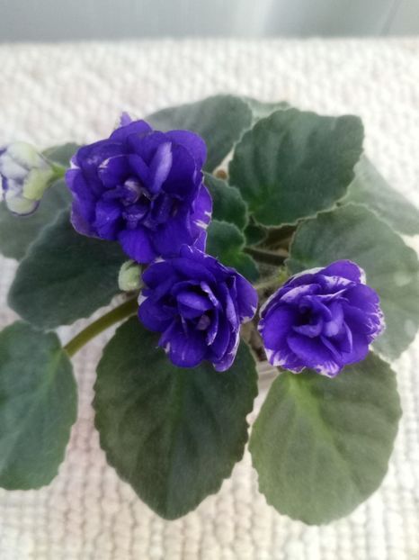 10 aug - ZZ Rob s Cotton Ball