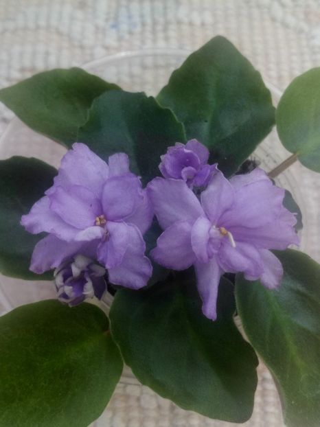 29 iul - ZZ RS Barkhatnyi Nariad