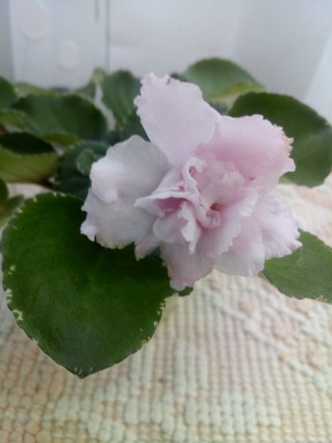 22 iul - ZZ Ian Bokal