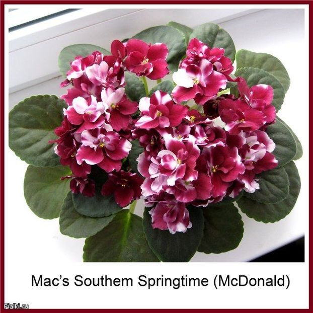Mac s Southern Springtime  poza net - ZZ Mac s Southern Springtime