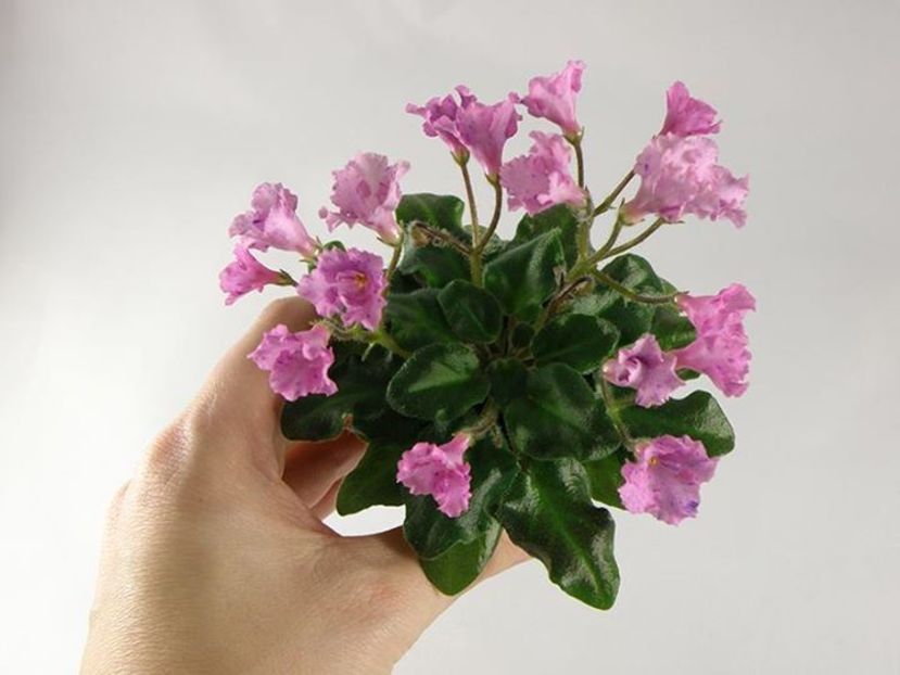 Imp s Fortuitous Fancy poza net - Imp s Fortuitous Fancy