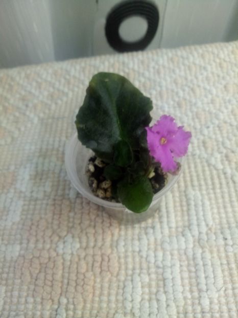 3 aug - Imp s Fortuitous Fancy