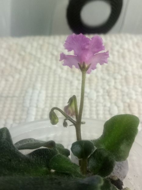 3 aug - Imp s Fortuitous Fancy