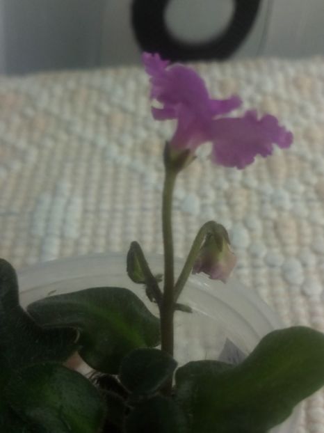 3 aug - Imp s Fortuitous Fancy