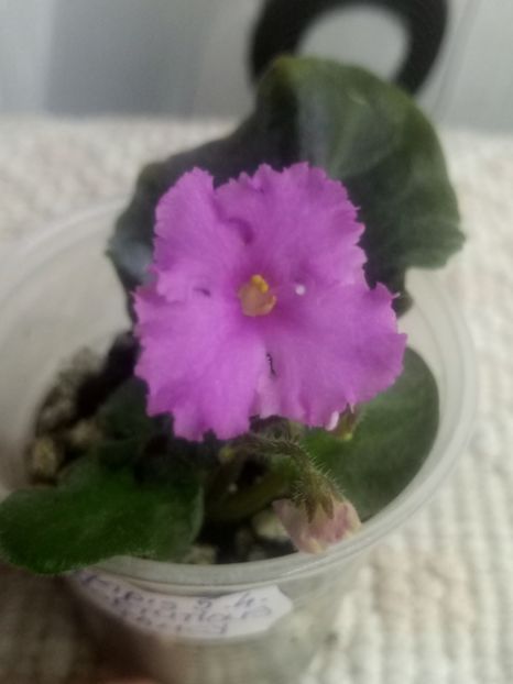 3 aug - Imp s Fortuitous Fancy