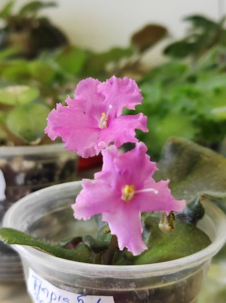 6 aug - Imp s Fortuitous Fancy