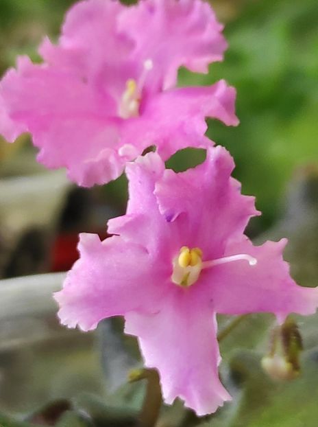 6 aug - Imp s Fortuitous Fancy