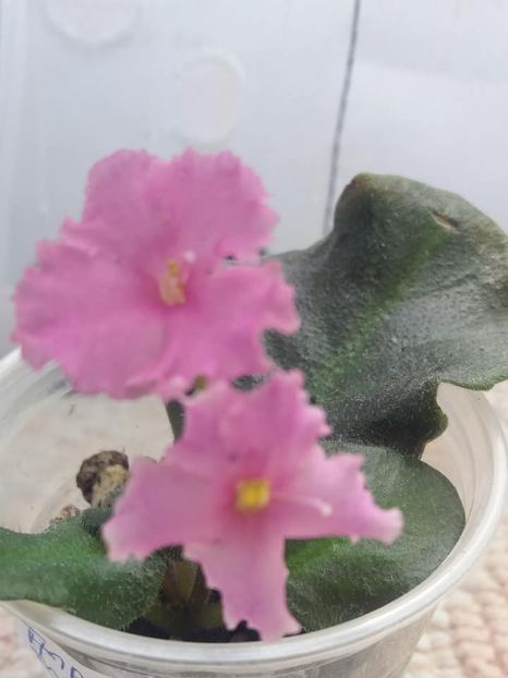 7 aug - Imp s Fortuitous Fancy