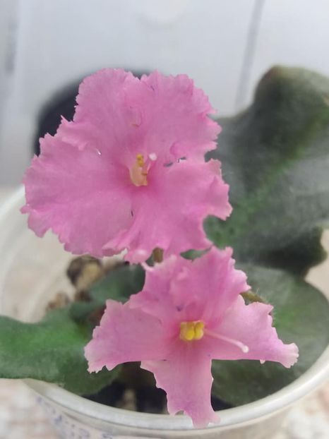 7 aug - Imp s Fortuitous Fancy