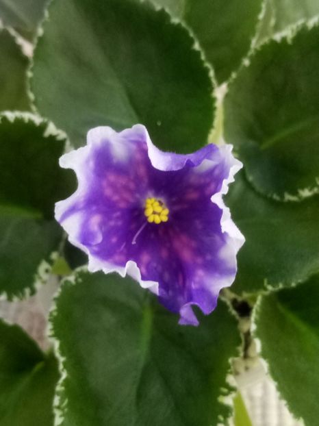 10 aug - VaT Tsar Goroh