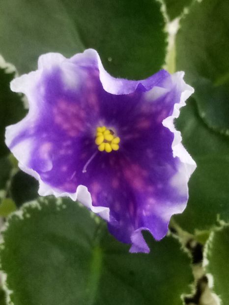 10 aug - VaT Tsar Goroh