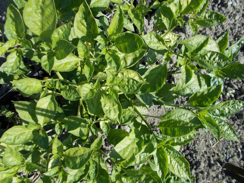  - SEMINTE ARDEI IUTE - AI 50 CABACA PEACH