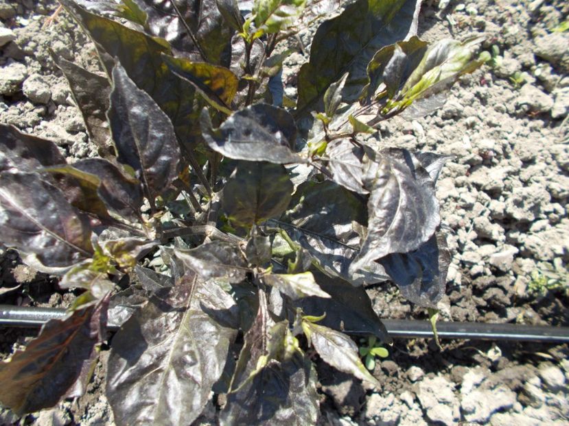  - Z SEMINTE ARDEI IUTE - NAZGUL BREAKFAST - FRANCIS