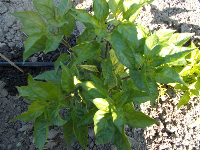  - SEMINTE ARDEI IUTE - AI 45 DEVILS CLAW MUSTARD - NEIZOLAT