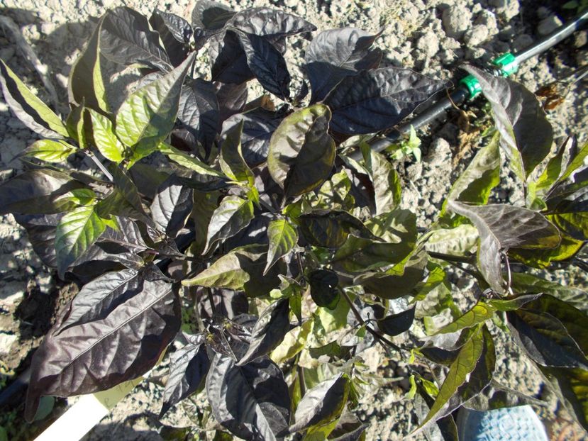  - Z SEMINTE ARDEI IUTE - JAY X PINK TIGER F4 - FRANCIS - AI 54 FARA